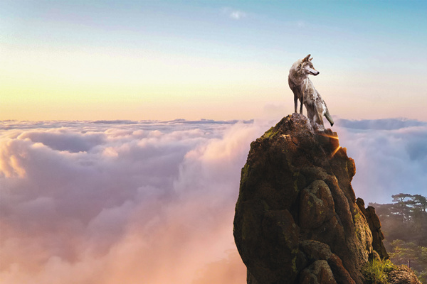 新時代的狼性精神！