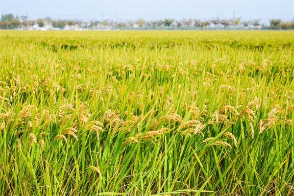 制造業(yè)分析：再這樣熱下去，全球的早餐都“懸了”