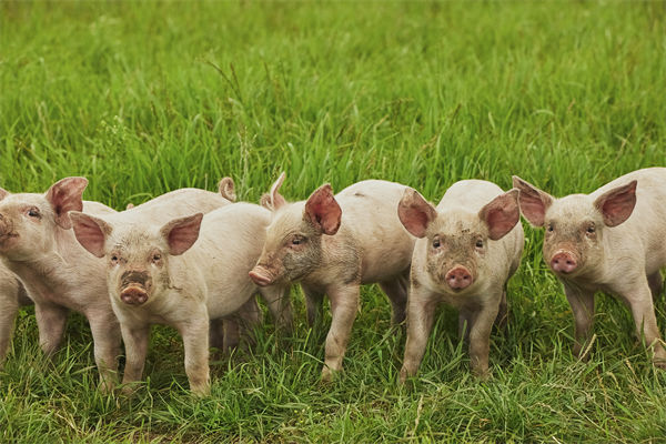 企業(yè)年度經(jīng)營計劃管理分析:養(yǎng)殖戶養(yǎng)一頭豬虧36元 企業(yè)年度經(jīng)營計劃管理分析:養(yǎng)殖戶養(yǎng)一頭豬虧36元