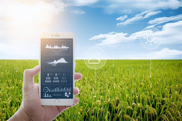 溫州種出2.1米高巨型水稻，精益生產(chǎn)怎么看？